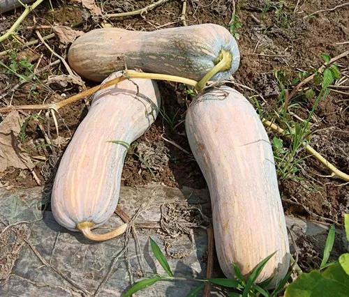 蔬菜種子栽培技術(shù)-“健美蜜本”南瓜7問？